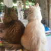 nicolekidman Altpins Profile Picture