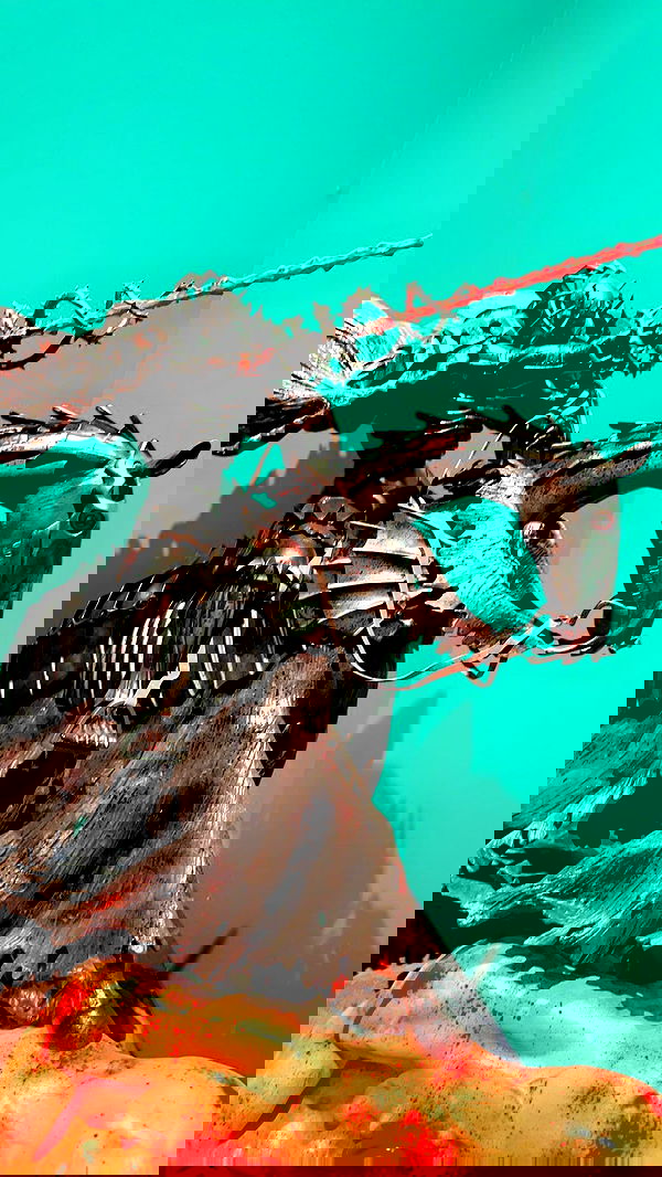 silkton image ~ Altpins