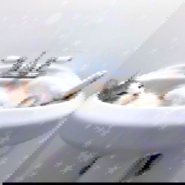 missnyxdawn missnyxdawn archive image