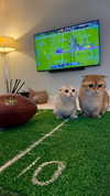 tabathahowe_ Altpins Profile Picture