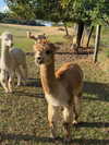 emmaaurora Altpins Profile Picture