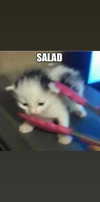 _ann.kim_ Altpins Profile Picture