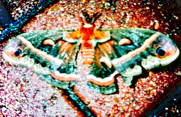 bugz4brainz instagram image archive image