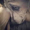 sashapieterse Altpins Profile Picture