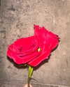 elizabethcampbelljones Altpins Profile Picture