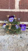 teakitten_ Altpins Profile Picture