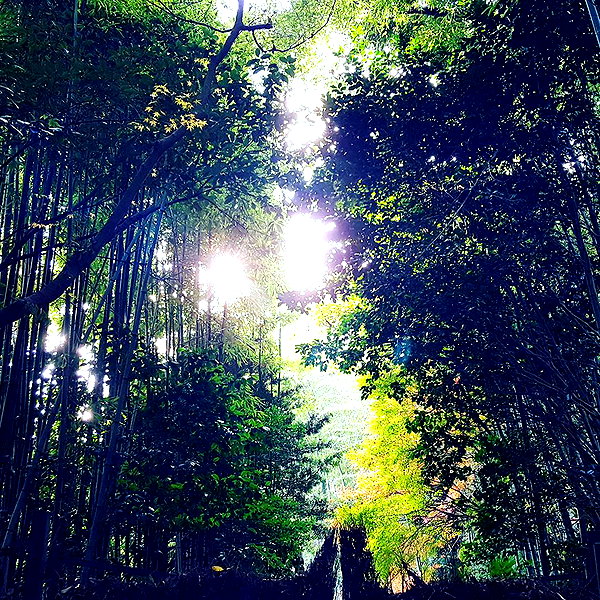muze instagram image archive image