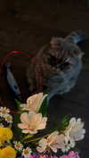 amatveyko Altpins Profile Picture