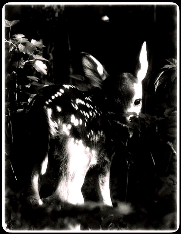 yambogdini instagram image archive image