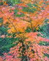 muze Altpins Profile Picture