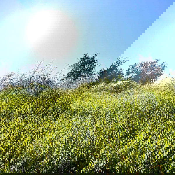 efrat_elmalich efrat_elmalich archive image