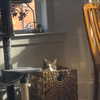jahia_brown Altpins Profile Picture
