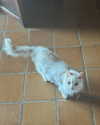 mariagabrielasantos Altpins Profile Picture