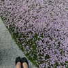 renatarrii Altpins Profile Picture
