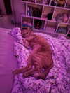 owlydiaa Altpins Profile Picture