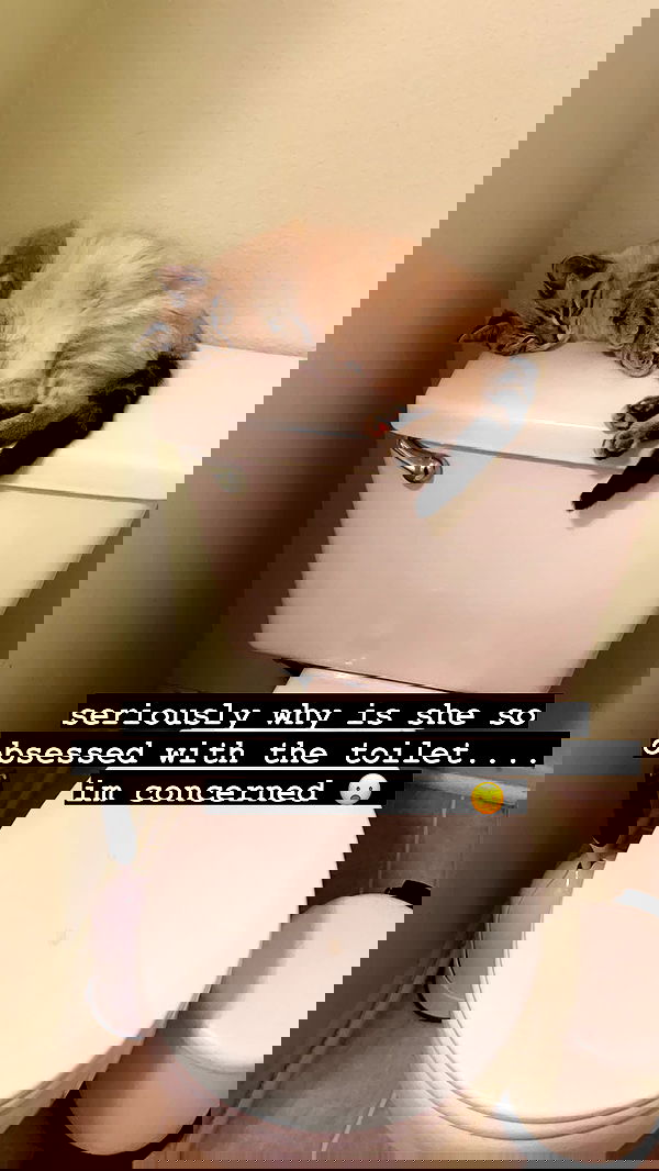 suikomuu suikomuu archive image