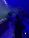 jahia_brown Altpins Profile Picture