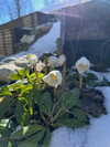 silkton Altpins Profile Picture