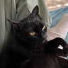 stranstviepera Altpins Profile Picture
