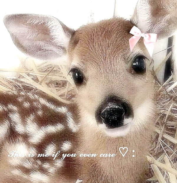1uvgabi instagram image archive image