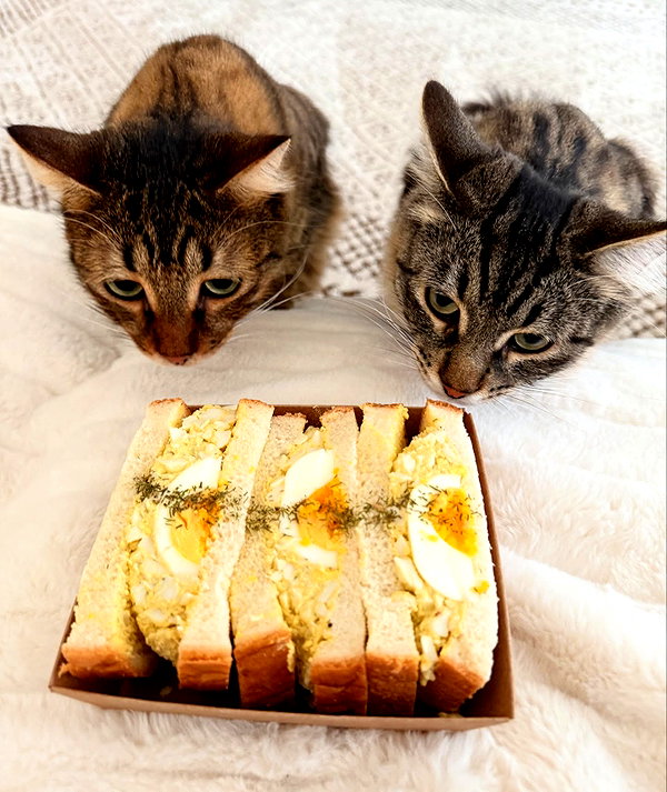 ehcico instagram image archive image