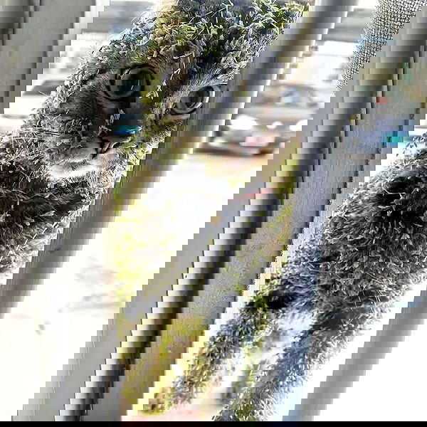 missnyxdawn missnyxdawn archive image