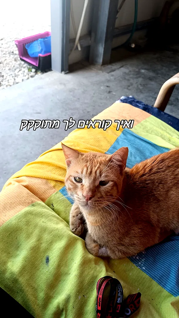 moonyyyya moonyyyya archive image