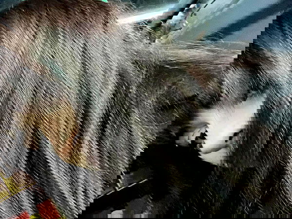 elianachetrit elianachetrit archive image