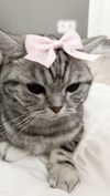 annaemiliaz Altpins Profile Picture
