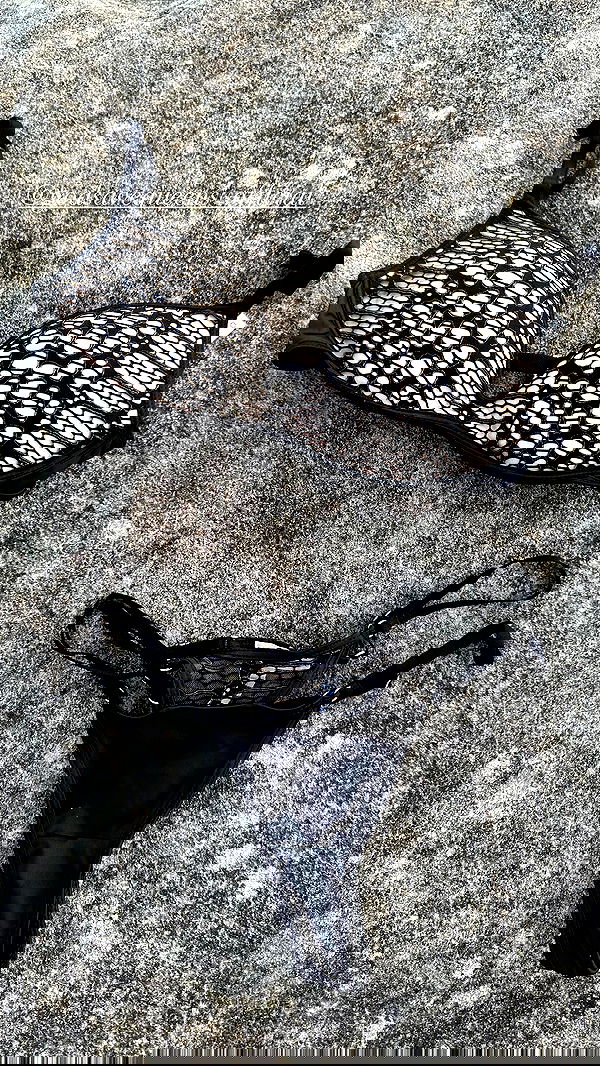 taylor.creeden taylor.creeden archive image