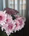 federica.piccinni Altpins Profile Picture
