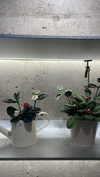 dante_yangpa Altpins Profile Picture