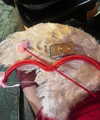 joycee.e Altpins Profile Picture