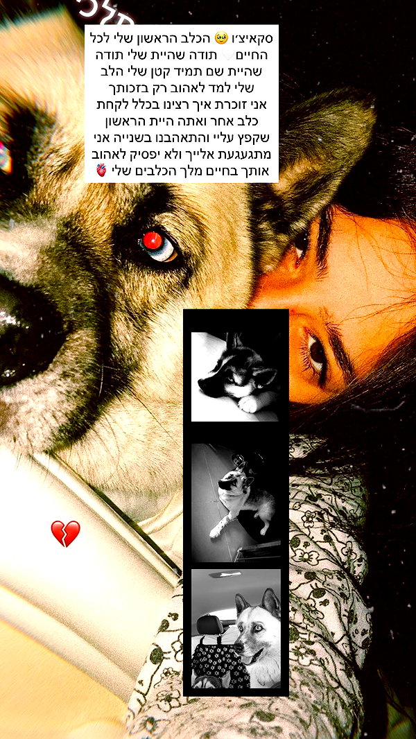 shir.davida6 shir.davida6 archive image