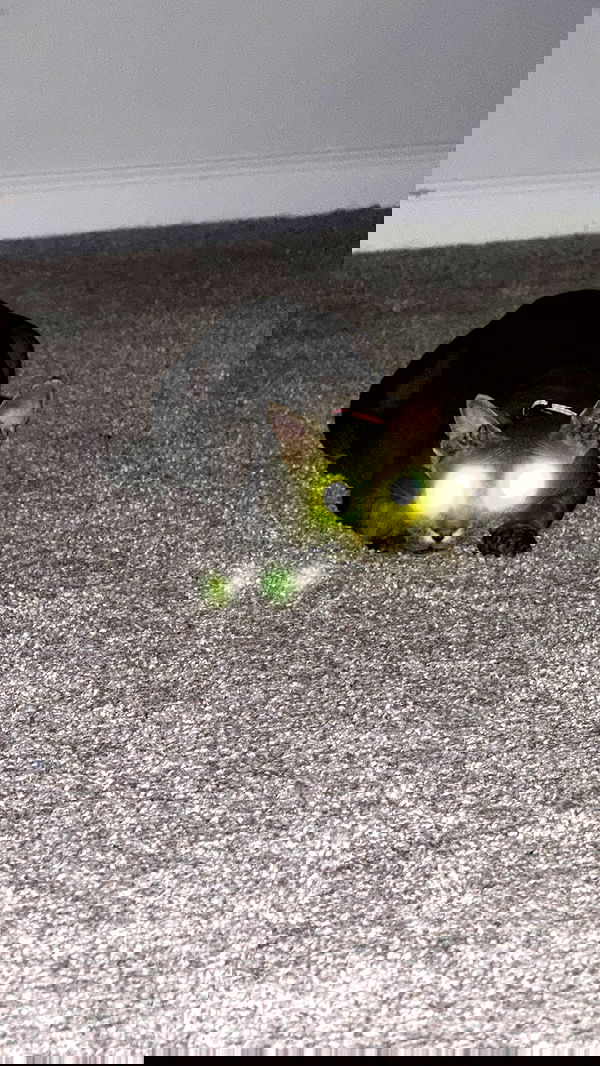 zommmbri zommmbri archive image