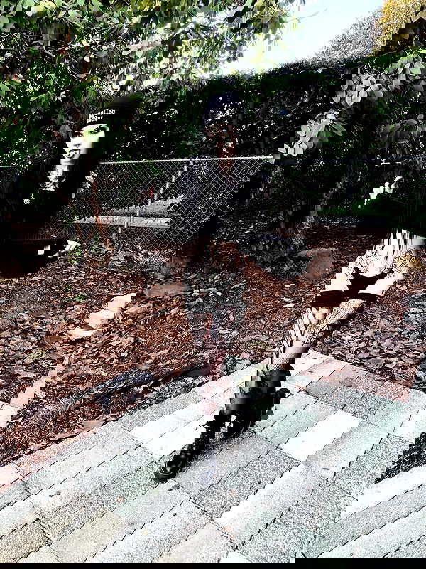 iamm3dusa image ~ Altpins