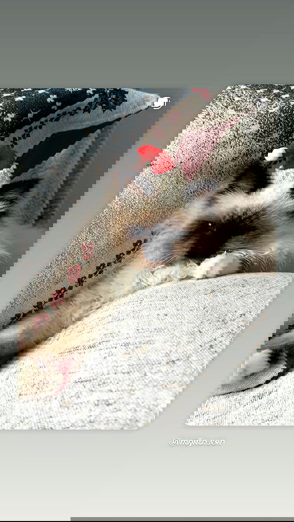 kasumi_sen kasumi_sen archive image