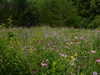 m1lkh8club Altpins Profile Picture