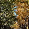zuhazana Altpins Profile Picture