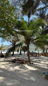 shirakor_ Altpins Profile Picture