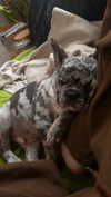 rott3nbambi Altpins Profile Picture