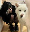 kriskaik Altpins Profile Picture
