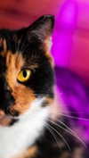 ilanosh Altpins Profile Picture
