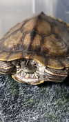 rott3nbambi Altpins Profile Picture