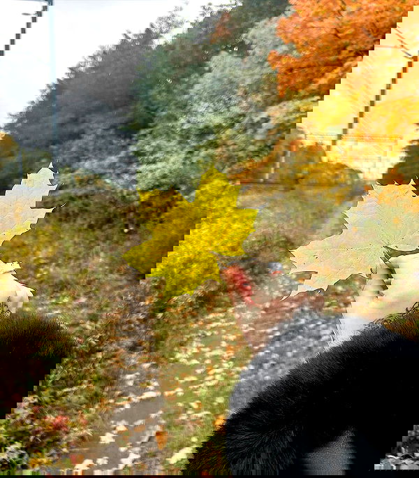 vwnrottie vwnrottie archive image