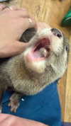 biton__adi Altpins Profile Picture