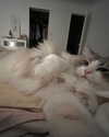 macaroni_naomi Altpins Profile Picture