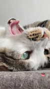 maori_cohen Altpins Profile Picture