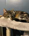 jahia_brown Altpins Profile Picture