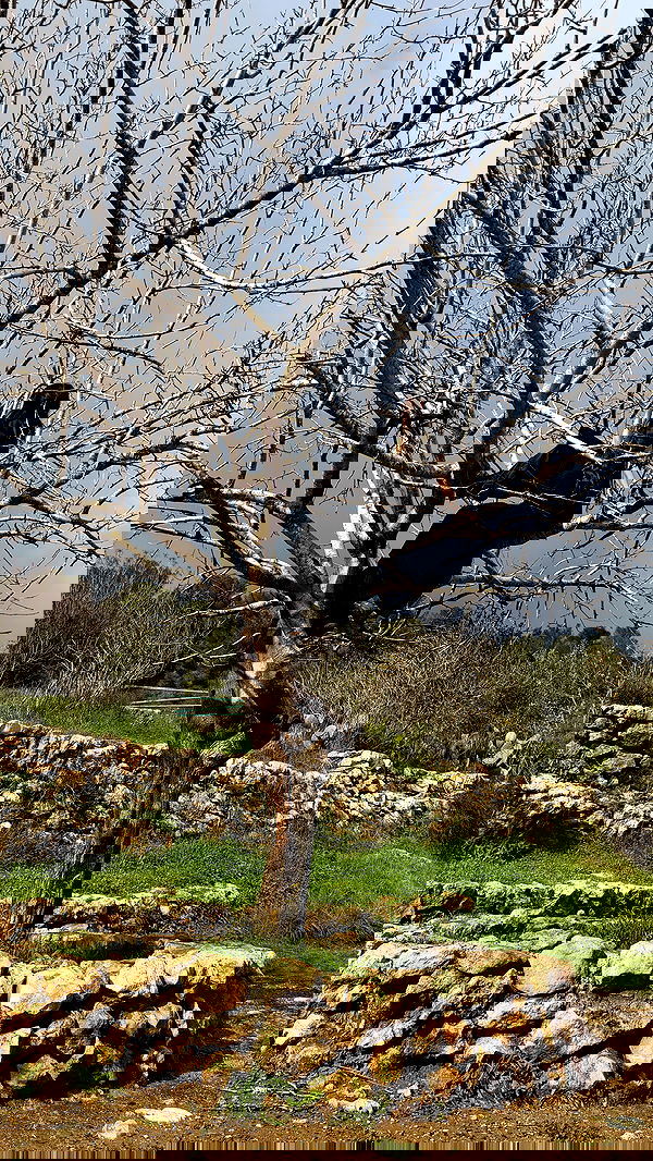 strawberryshanz strawberryshanz archive image